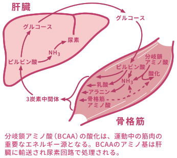 説明図（分岐鎖アミノ酸（BCAA）の酸化は、運動中の筋肉の重要なエネルギー源となる。BCAAのアミノ基は肝臓に輸送され尿素回路で処理される。）
